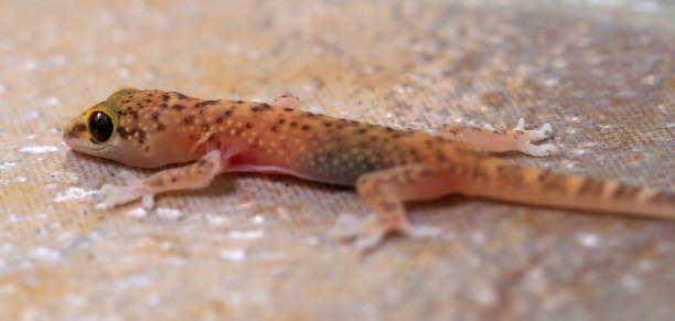 istock young European common gecko (Tarentola mauritanica) 1175163709