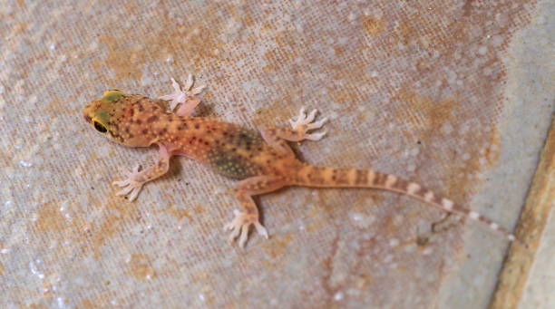 istock young European common gecko (Tarentola mauritanica) 1175163717