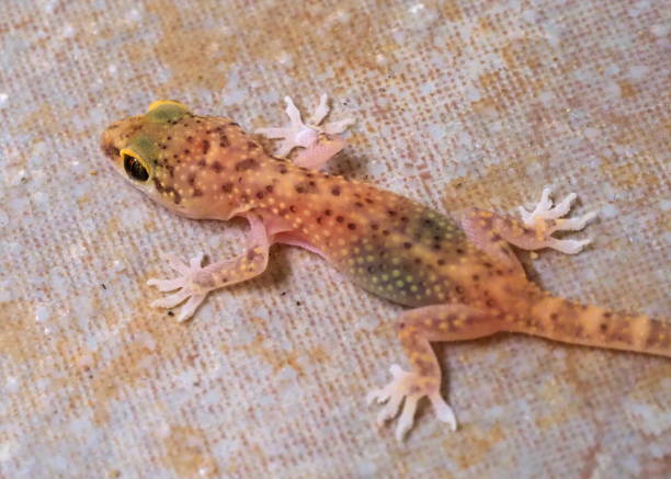 istock young European common gecko (Tarentola mauritanica) 1175163847