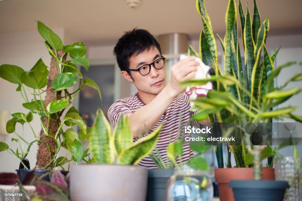 Man caring for his indoor plants A mid adult man taking care of his indoor plants. Houseplant Stock Photo