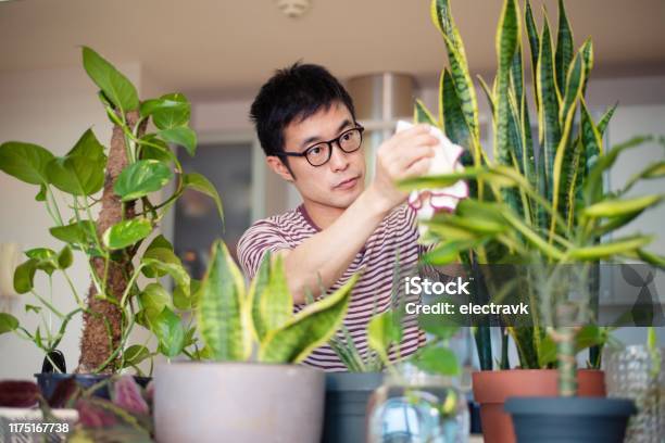 Man Caring For His Indoor Plants Stock Photo - Download Image Now - Houseplant, Plant, Domestic Life