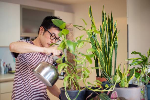 istock Man caring for his indoor plants 1175167745