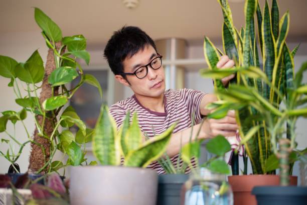 istock Man caring for his indoor plants 1175171206