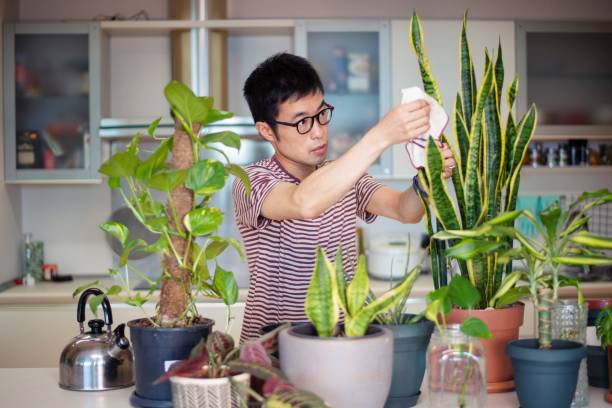 istock Man caring for his indoor plants 1175172589