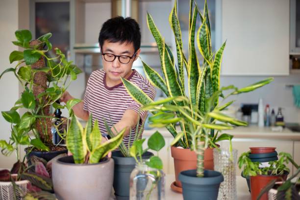 istock Man caring for his indoor plants 1175172658