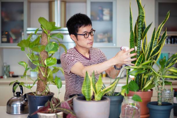 istock Man caring for his indoor plants 1175172784