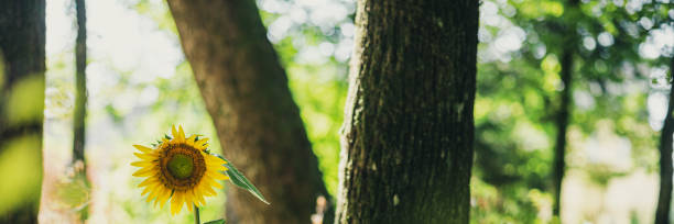 istock Beautiful sunflower blooming in a forest 1175173653