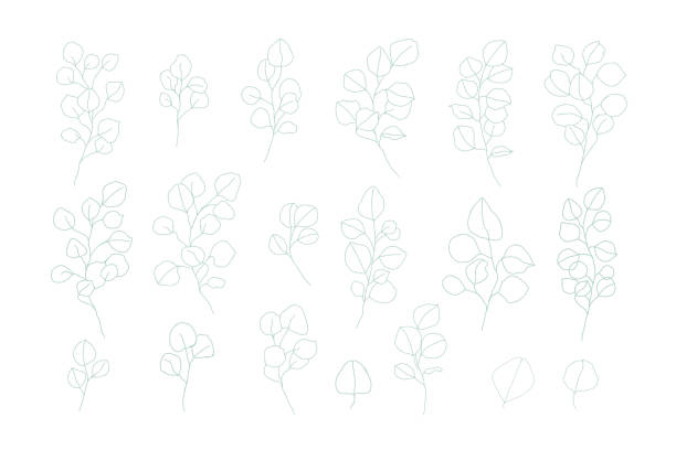 illustrations, cliparts, dessins animés et icônes de les lignes de contour d'eucalyptus de dollar argent laisse le vecteur floral de branches - arbre de jade