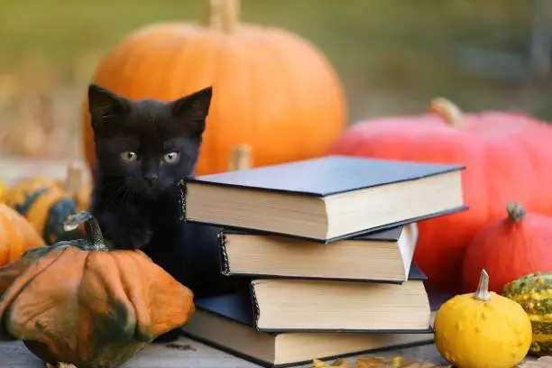 Autumn books for Halloween concept.Stack of books with black covers, black cat and pumpkins set on garden background. Scary autumn reading