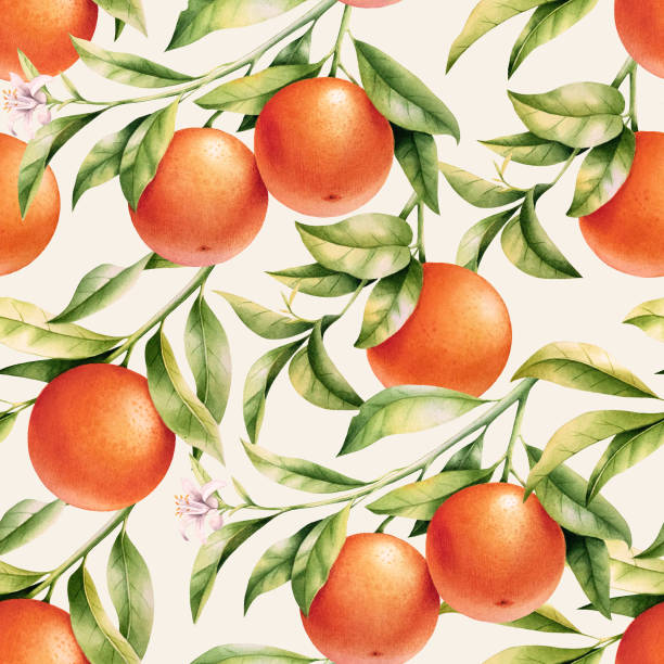 Oranges on a branch seamless background. Vintage watercolor pattern of citrus leaves, fruit and blossoms. Oranges on a branch seamless background. Vintage watercolor pattern of citrus leaves, fruit and blossoms. tropical blossom stock illustrations