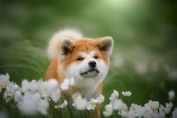 Red-white puppy posing on a background of beautiful nature. Mountains, flowers, meadow. Walk with the dog. Active lifestyle. Buy a puppy. Japanese breed of dog.