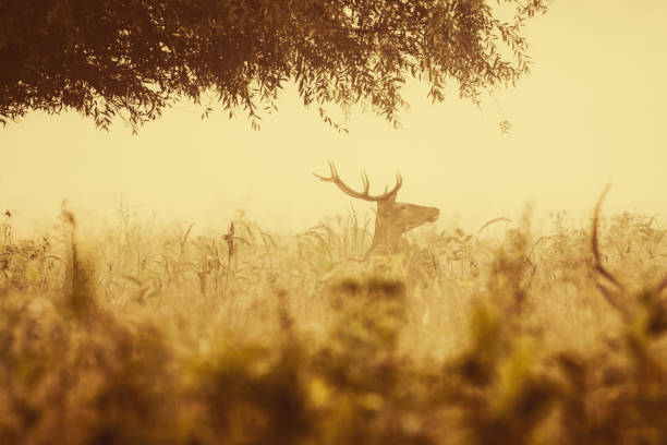 Red Deer Stag in the golden mist