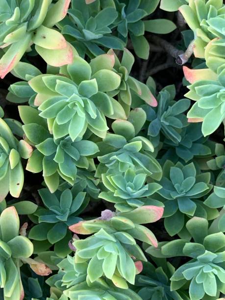 Sedum spathulifolium Sedum spathulifolium sedum spathulifolium stock pictures, royalty-free photos & images