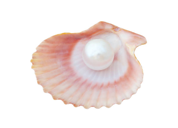 istock Pearl in seashell isolated on white 1175176003
