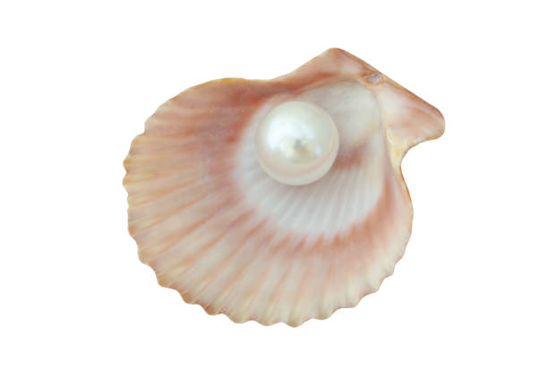 istock Pearl in seashell isolated on white 1175176004