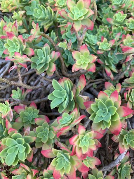 Sedum spathulifolium Sedum spathulifolium sedum spathulifolium stock pictures, royalty-free photos & images