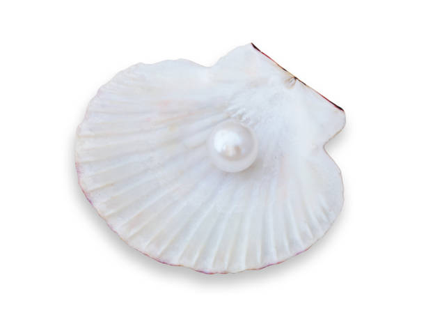 istock Pearl in seashell isolated on white 1175176023