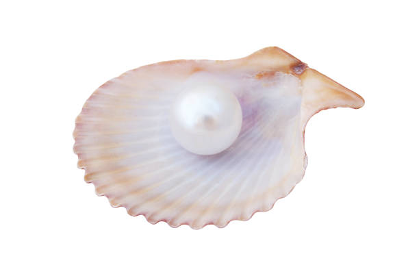 istock Pearl in seashell isolated on white 1175176043