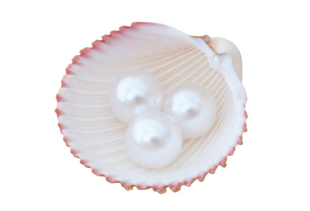 istock Pearls in seashell isolated on white 1175176051