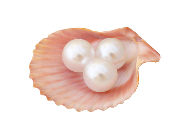 istock Pearls in seashell isolated on white 1175176060