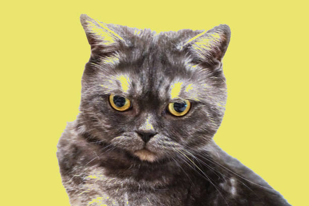 istock Beautiful gray cat closeup on yellow background. 1175176187