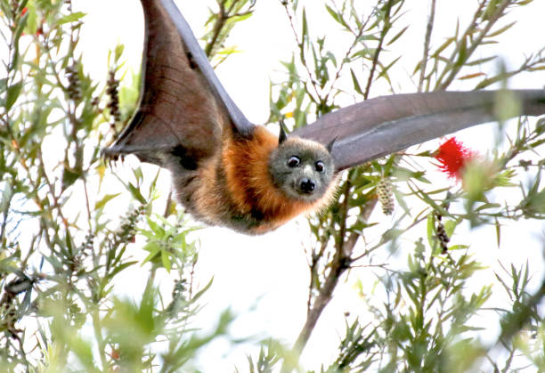 Grey faced flying fox (fruit bat) Pteropus medius Australian native fruit bat in flight flying fox photos stock pictures, royalty-free photos & images