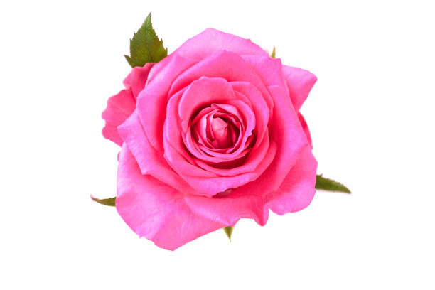 istock pink rose isolated on white background 1175176381