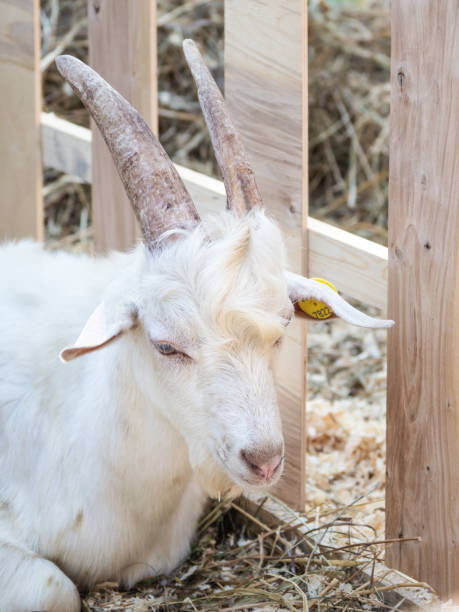 istock White farm kid in the pen. 1175176443