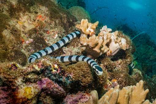 One Banded Sea Krait (Laticauda colubrina) close-up underwater.  Also known as yellow-lipped sea krait and colubrine sea krait. This highly venomous sea snake feeds on small fish and eels.  It must breathe air and so comes to the surface frequently, before swimming back onto the reef. The location is Phi Phi islands, Andaman Sea, Krabi, Thailand.