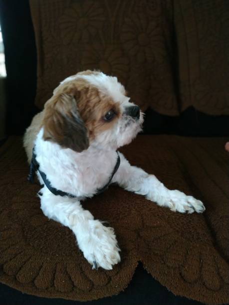 istock Puppy Dog Shih Tzu 1175177679