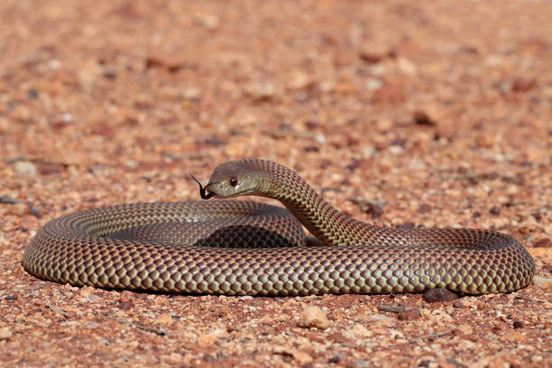 istock Mulga or King Brown Snake 1175177820
