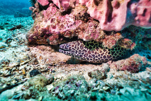 istock Honeycomb Moray Eel (Gymnothorax favagineus) on underwater coral reef 1175177849