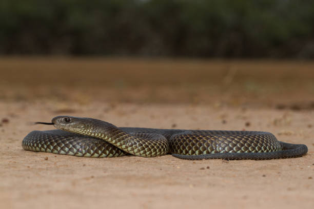 istock Mulga or King Brown Snake 1175177872