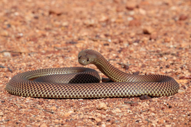 istock Mulga or King Brown Snake 1175177906
