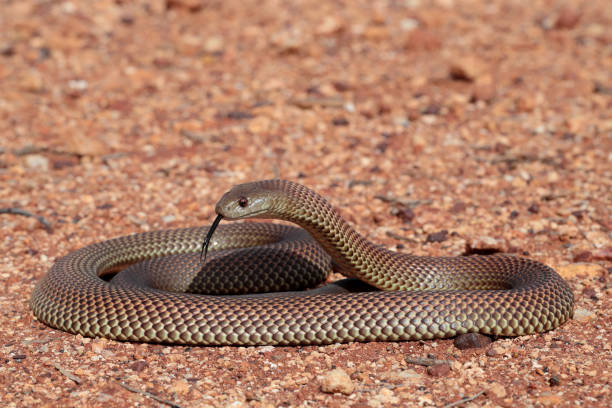 istock Mulga or King Brown Snake 1175177967