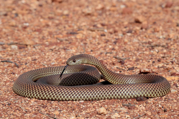 istock Mulga or King Brown Snake 1175177974