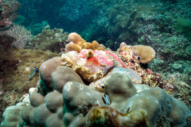 One large Scorpionfish (Scorpaenopsis oxycephaia) is camouflaged on a coral reef. The Scorpionfish is awaiting passing prey.  The location is Phi Phi islands, Andaman Sea, Krabi, Thailand.