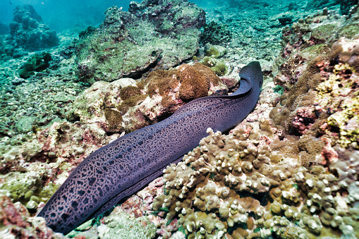 One Giant Moray Eel (Gymnothorax javanicus) is hunting on a coral reef.  Normally nocturnal hunters it is a rare site to see this Moray Eel swimming by day.  Approximately two meters long they are ferocious predators.  Image taken whilst scuba diving at Phi Phi archipelago, Thailand.