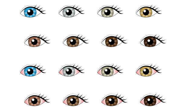 ilustraciones, imágenes clip art, dibujos animados e iconos de stock de conjunto de material de ilustración ocular - color de ojos