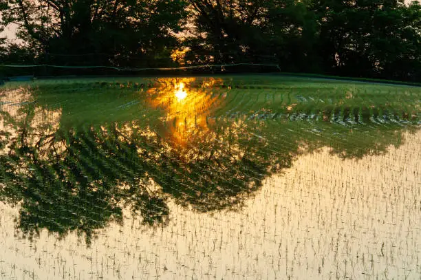 Asahi reflected in paddy field with seedlings