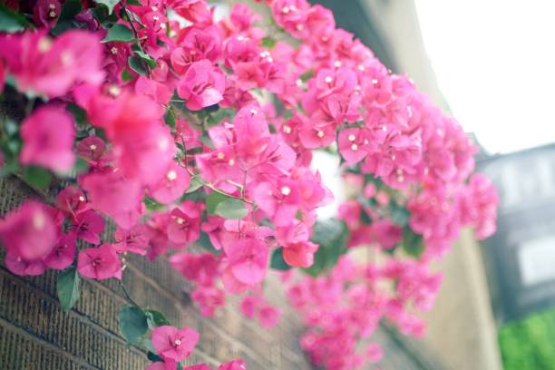 istock Pink bougainvillea flower 1175181242