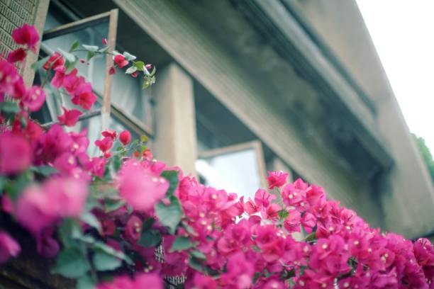 istock Pink bougainvillea flower 1175181243