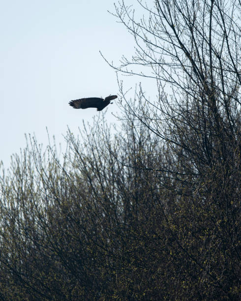 istock Buzzard flies from branch in bush during early spring. 1175181561