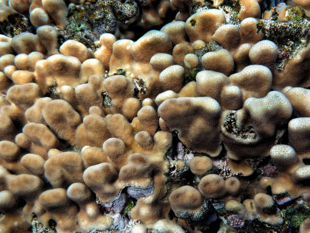 istock coral reef with soft corals in tropical sea 1175182597