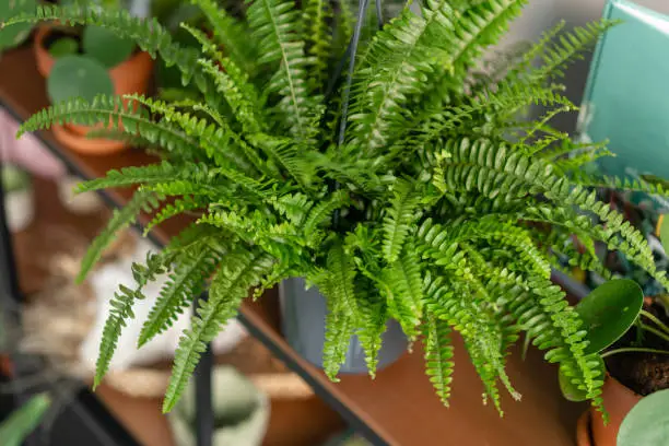 Photo of Nephrolepis plants, fern. Stylish green plant in ceramic pots on wooden vintage stand on background of gray wall. Modern room decor. sansevieria plants