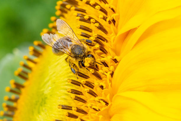 istock Honeybee and pollen on sunflower 1175182755