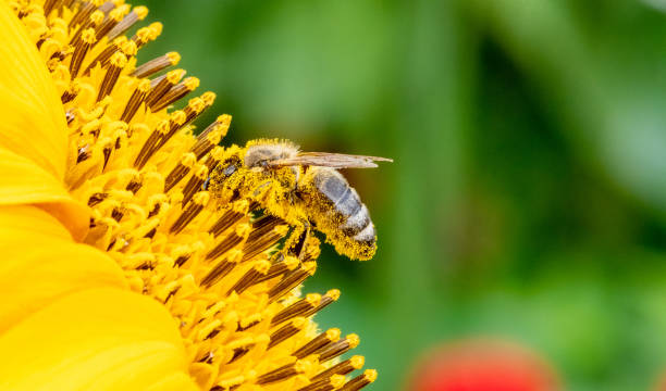 istock Honeybee and pollen on sunflower 1175182766