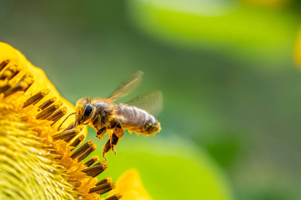 istock Honeybee and pollen on sunflower 1175182800
