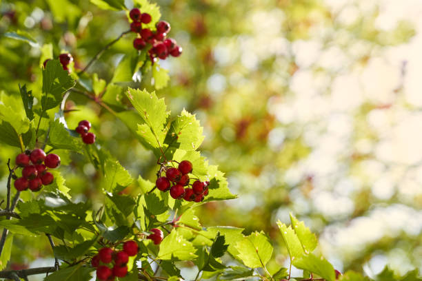 istock Autumn, fall banner with Rowan branches in sunset rays 1175182998