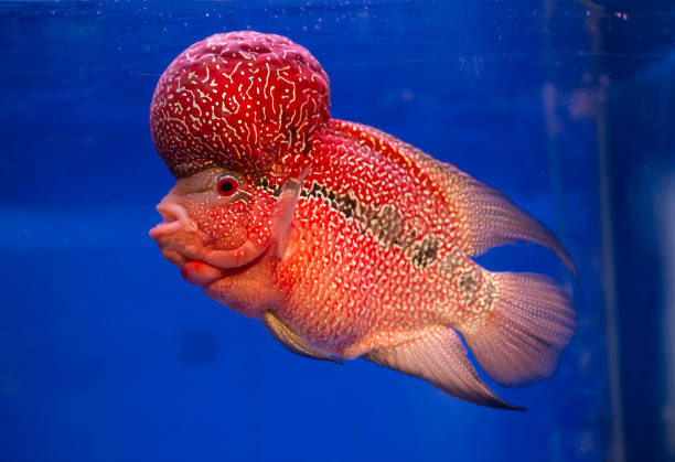 Siamese fighting fish Red flower horn cichlid fish in aquarium fish with big lips stock pictures, royalty-free photos & images